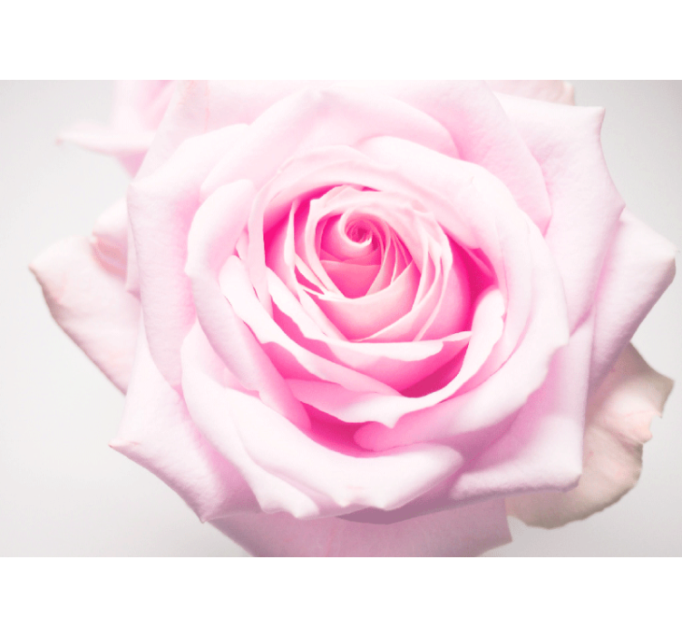 Mural de parede papoilas rosa pink suave - TenStickers