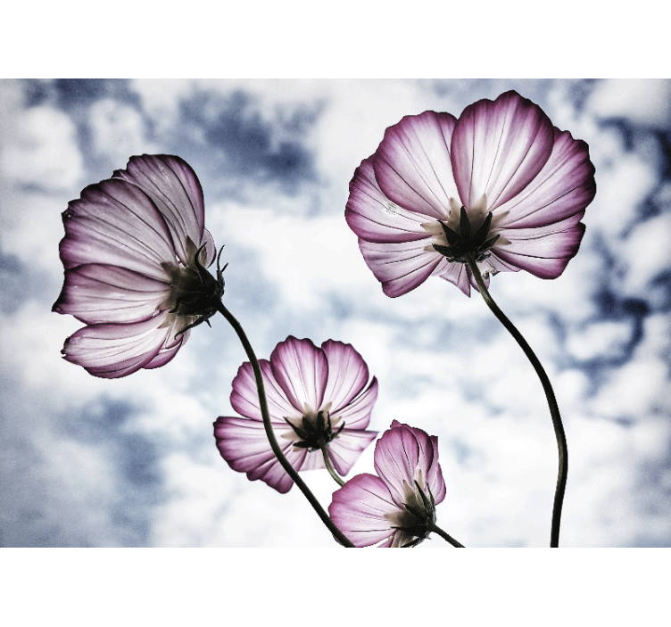 Fotomurais flores produtoelegante de flores roxas cosmos - TenStickers