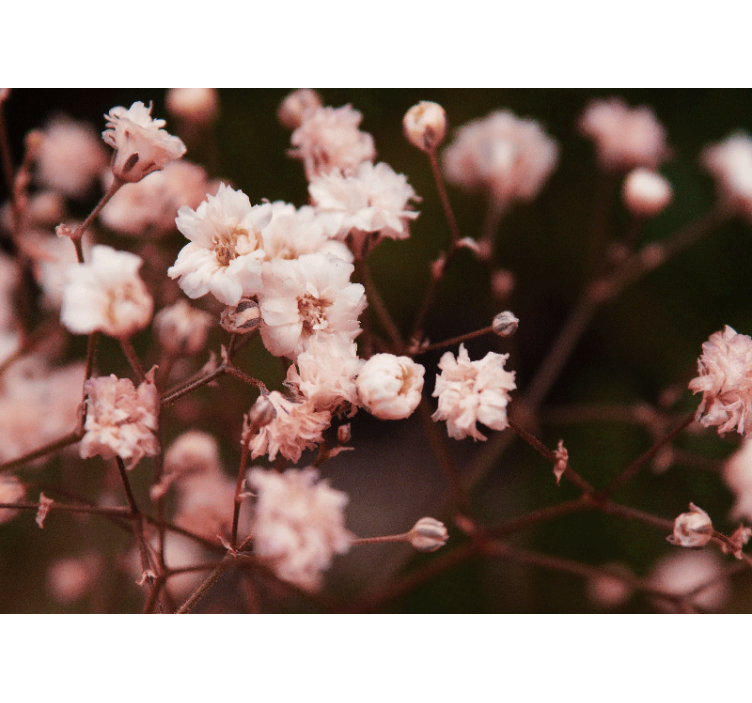 Fotomurais flores flores delicadas em flor - TenStickers