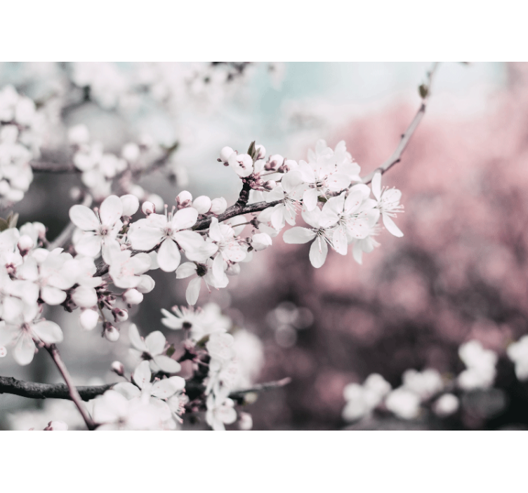 Fotomurais flores Cerejeira branca - TenStickers