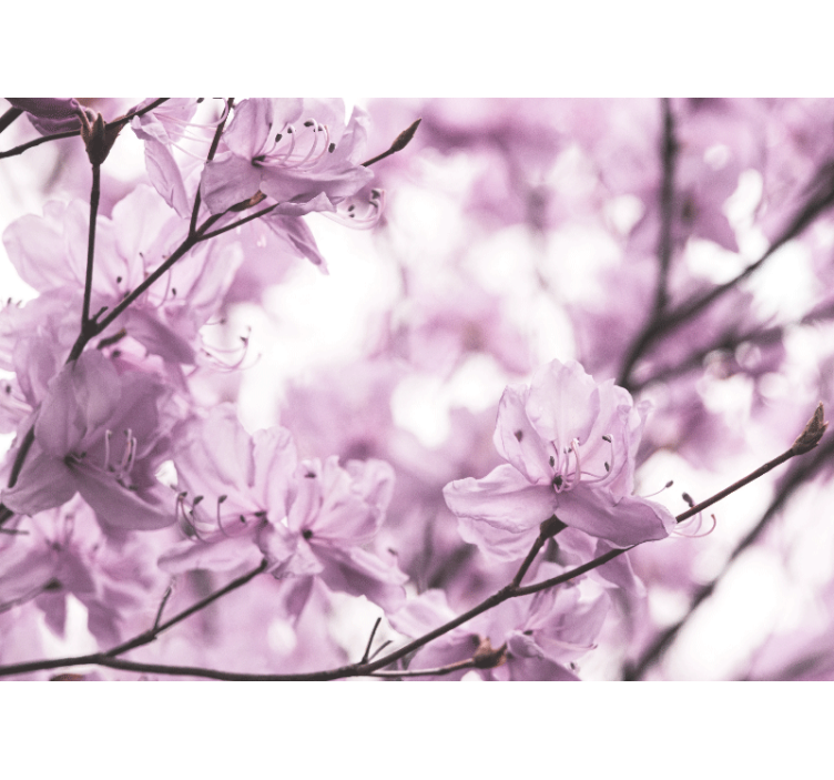 Fotomurais flores flores de rosa delicadas - TenStickers