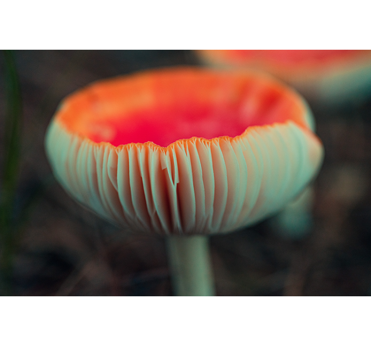 Fotomurais de paisagens Guelras de cogumelo vermelho - TenStickers