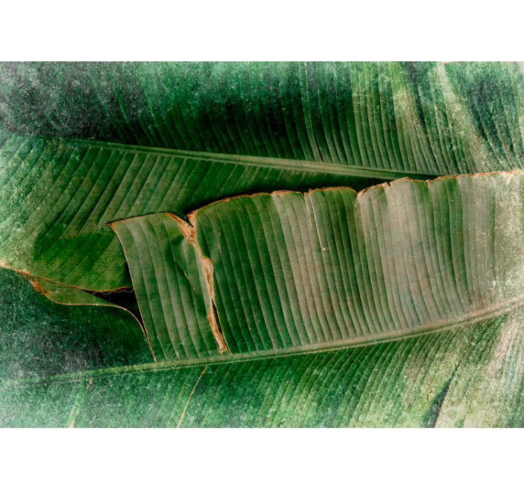 Mural de parede natureza camadas de folhagem vibrante - TenStickers