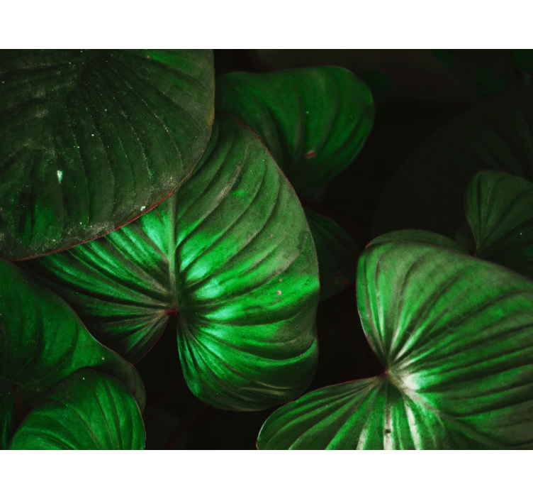 Mural de parede natureza folhas verdes vivas - TenStickers