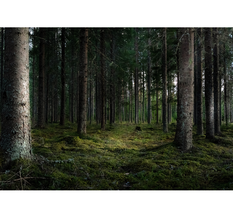 árvores no fotomural da parede da natureza da floresta - TenStickers