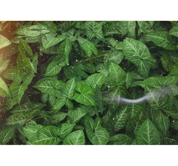 Mural de parede natureza composição de folhas vivas - TenStickers