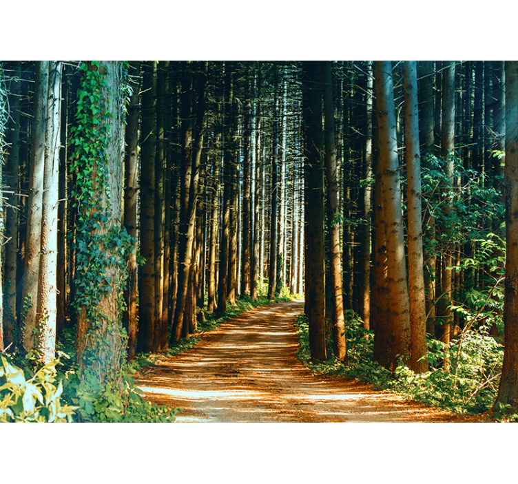 Mural de parede bosques caminho secreto da floresta - TenStickers