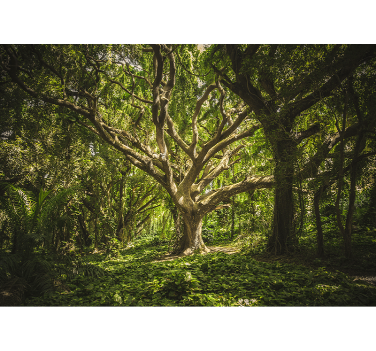 Fotomurais de paisagens Lugar verde encantado na floresta - TenStickers