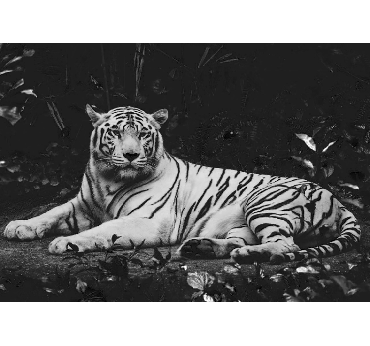 Murais de Parede Tigre branco descansando - TenStickers