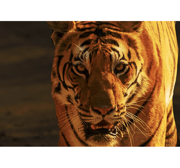 Mural de parede leões olhar regal do tigre - TenStickers