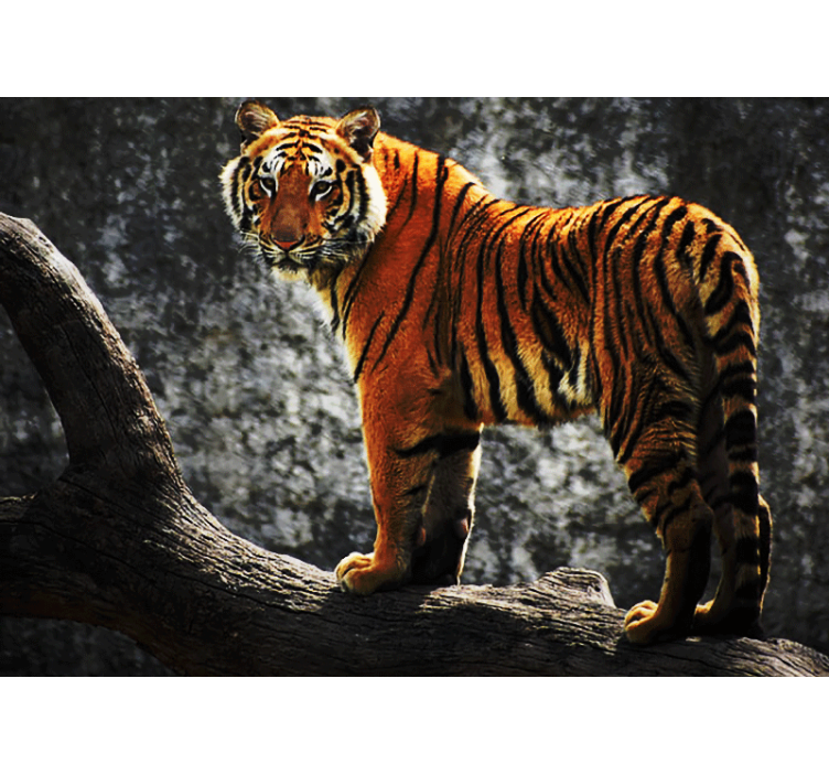 Murais de Parede Tigre com cachoeira atrás - TenStickers