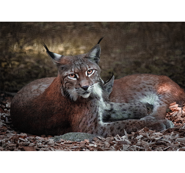 Fotomural lince ibérico ying no chão - TenStickers