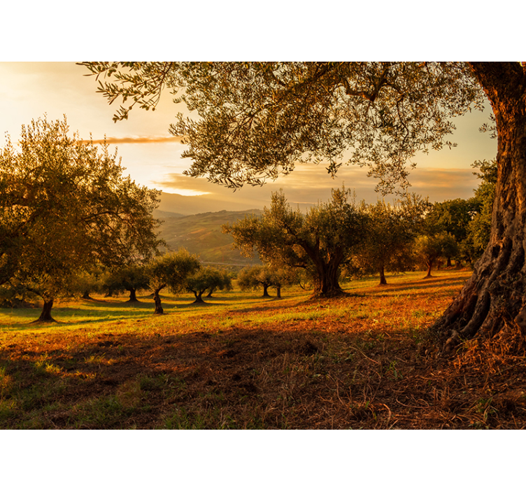 Fotomural de oliveiras - TenStickers