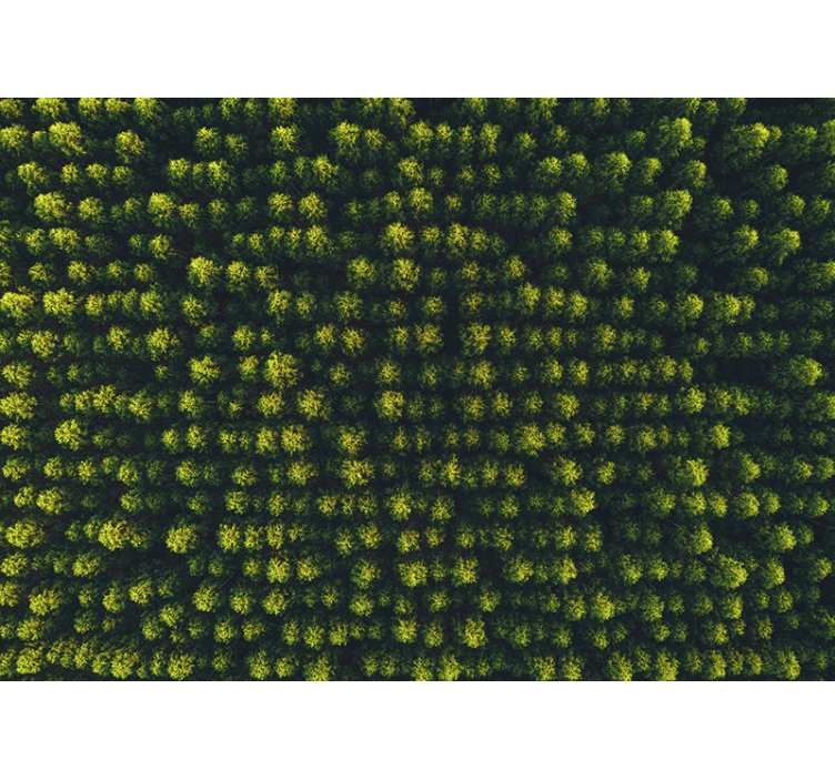 Mural de parede natureza folhagem verdejante - TenStickers