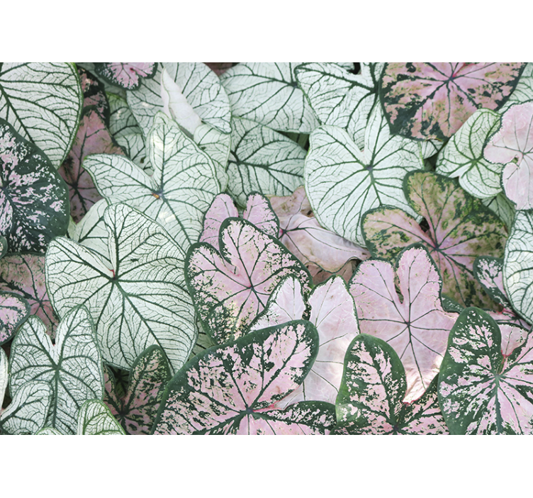 Fotomural de parede folhas verdes e rosa - TenStickers