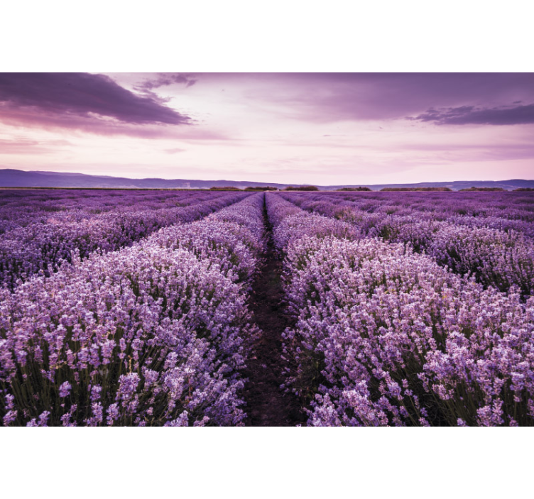 Fotomurais flores serenidade do campo de lavanda - TenStickers