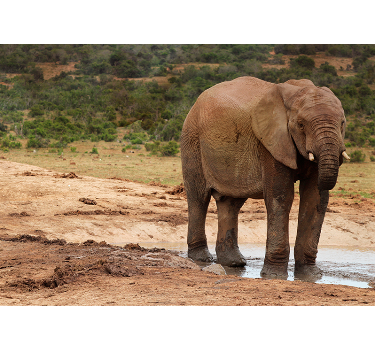 Mural de parede animais encontro com elefantes - TenStickers
