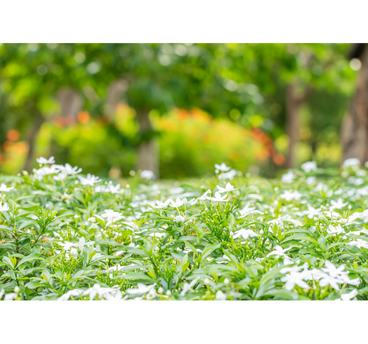 Fotomurais flores flores brancas luxuosas - TenStickers