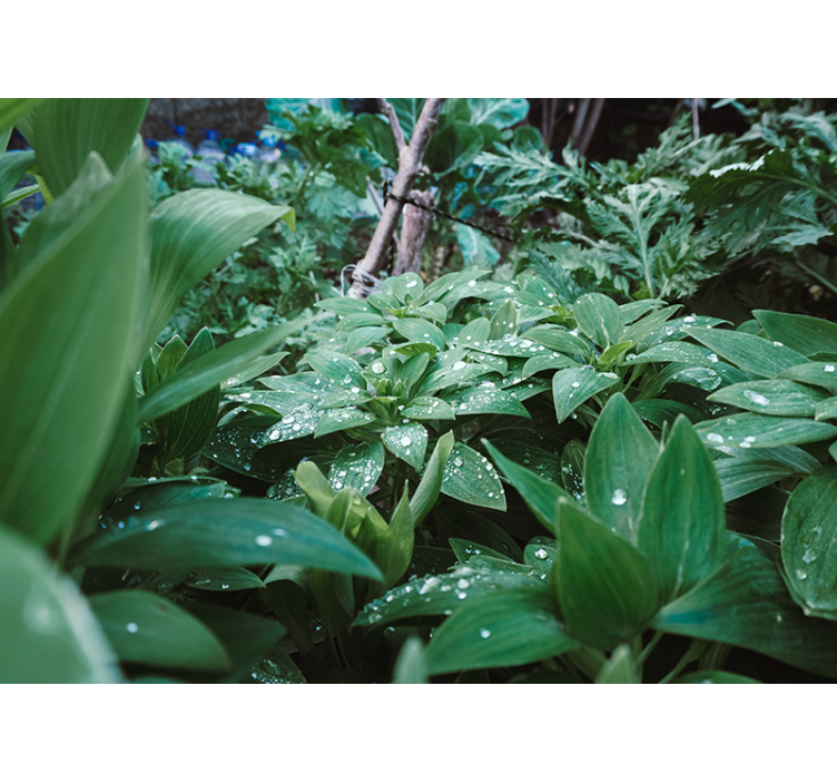 Mural de parede natureza textura de vegetação exuberante - TenStickers