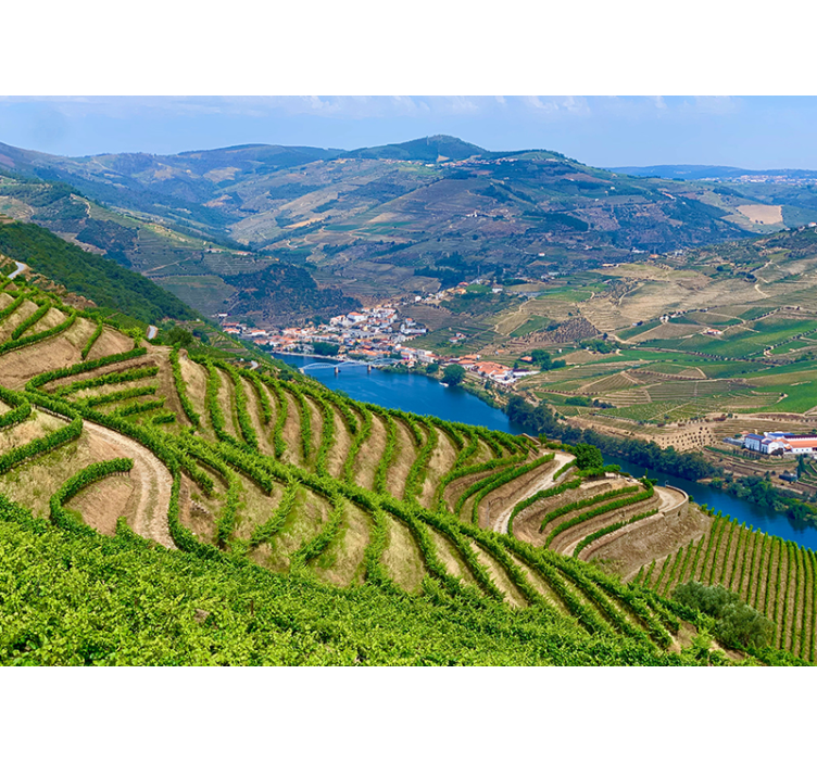 Fotomurais de paisagens Colheita do douro - TenStickers