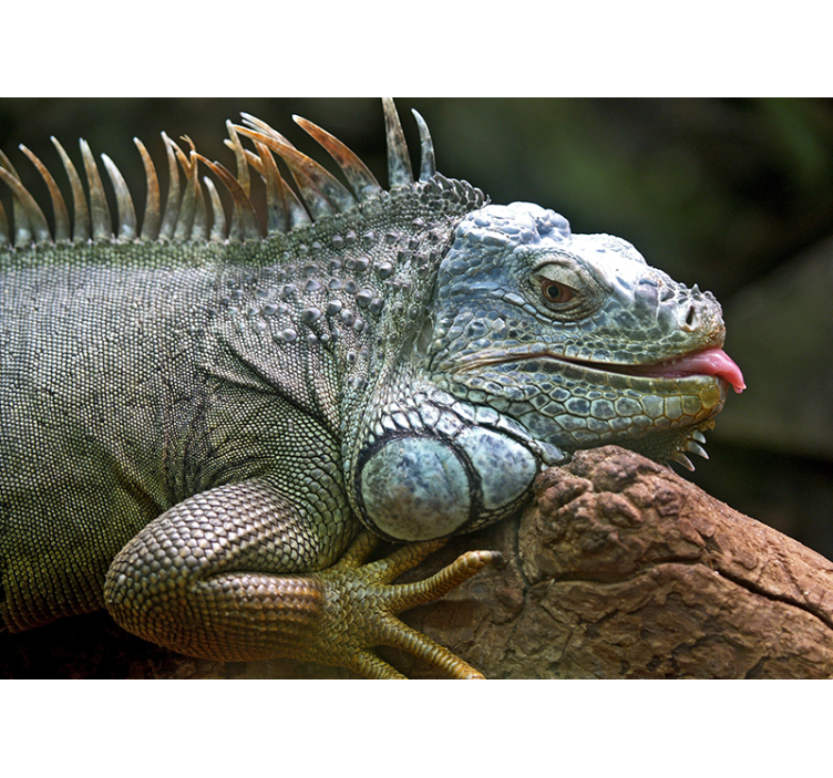 Iguana fotomural de animais - TenStickers