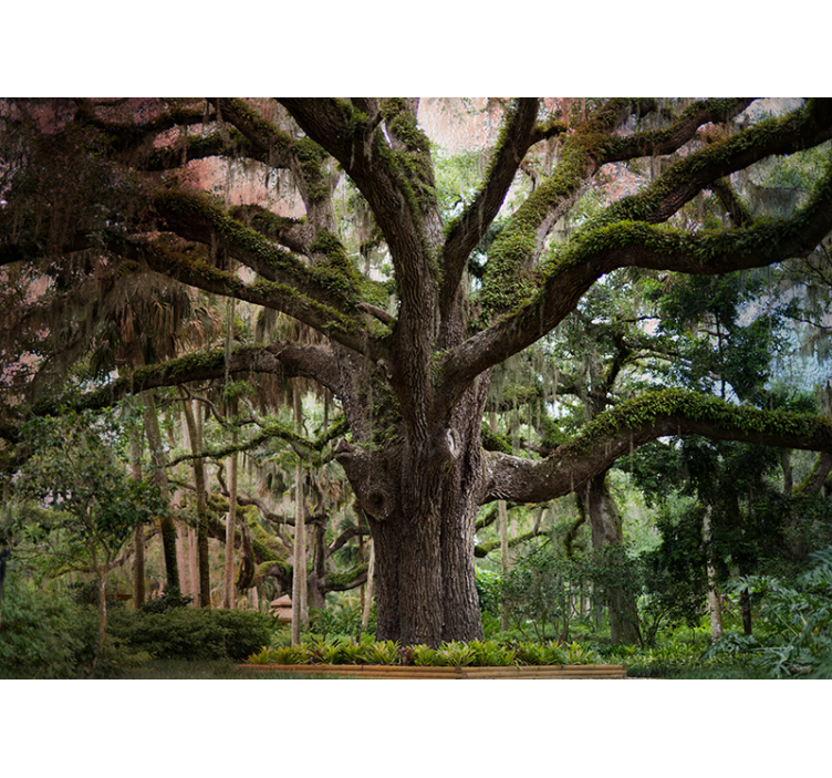 Murais de Parede Grande e linda árvore - TenStickers