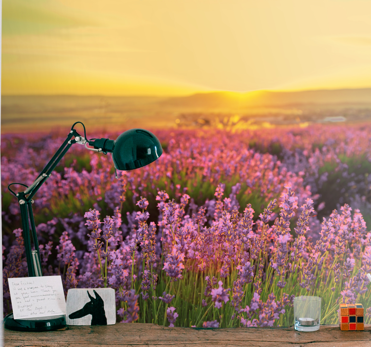 Fotomurais flores campo de lavanda ao anoitecer - TenStickers