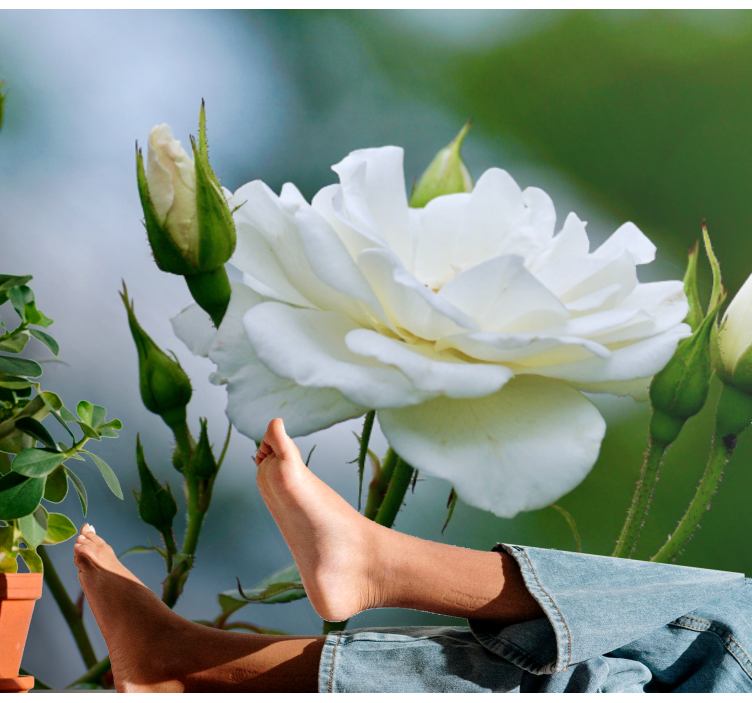 Fotomurais flores rosa branca elegante - TenStickers