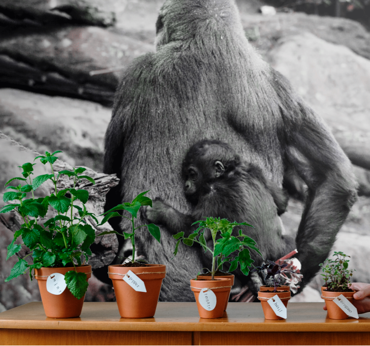 Fotomurais de paisagens Linda mamãe e bebê gorila - TenStickers