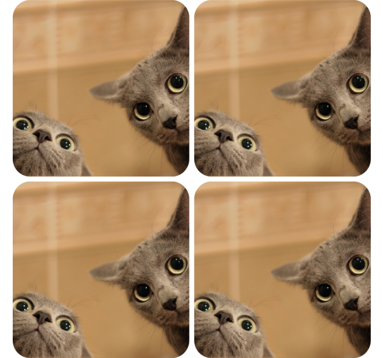 Bases para copos rostos curiosos de gatos - TenStickers