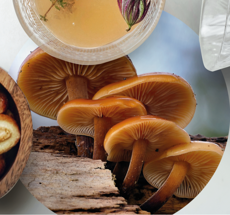 Casca de laranja cogumelo selvagem mais bases para copos - TenStickers