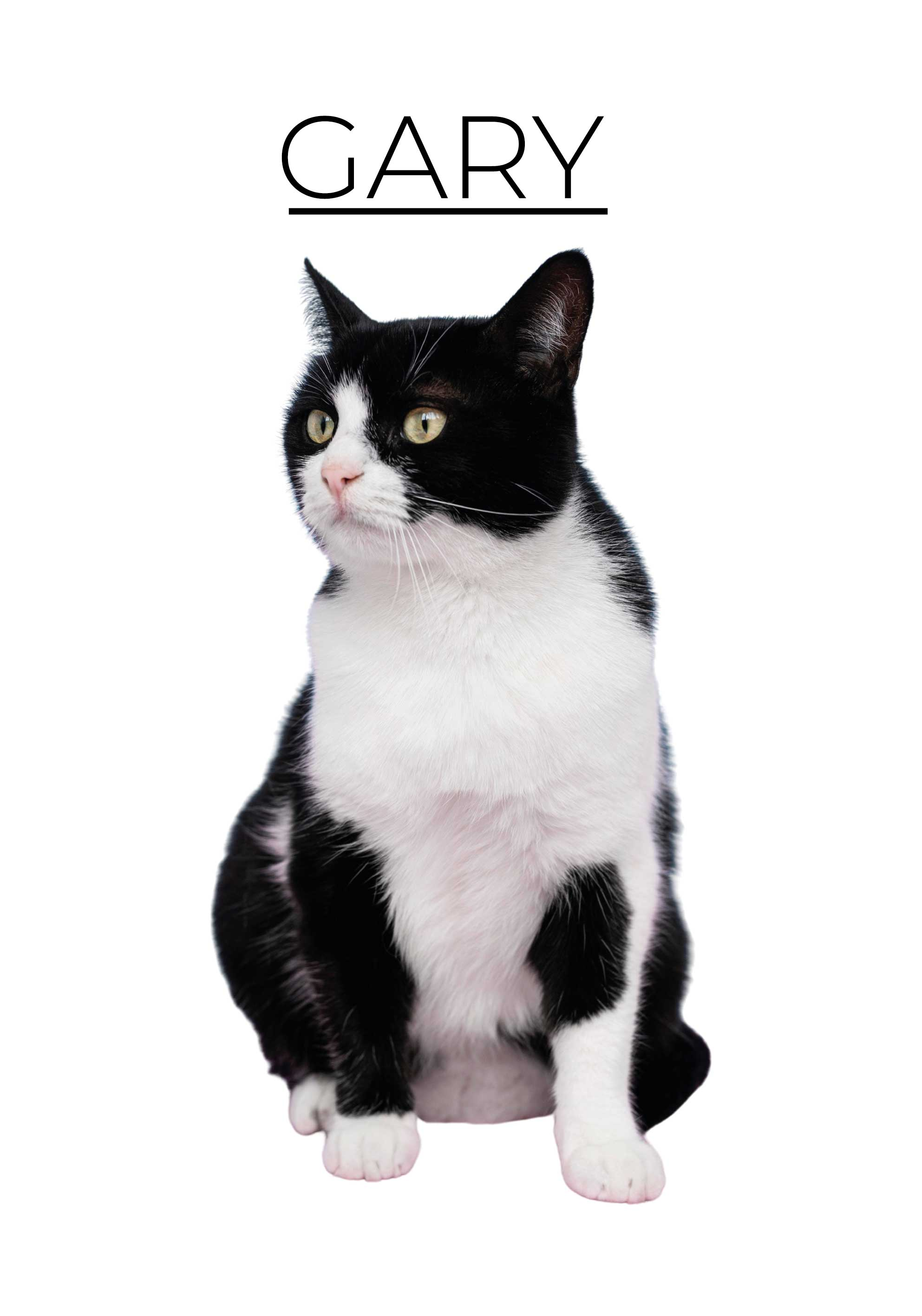 Poster animais variados minimalista personalizado - TenStickers