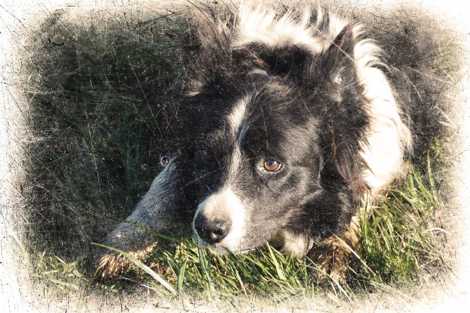 Poster animais variados efeito vintage personalizado - TenStickers