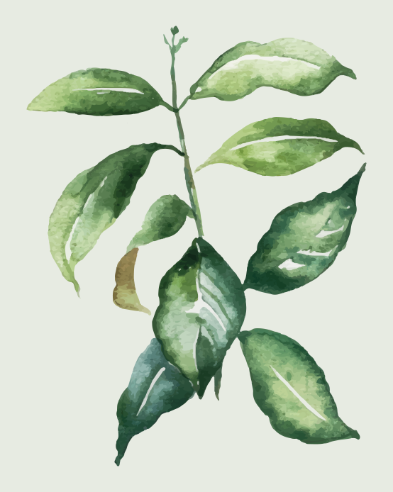 Poster de flores e plantas folha de palmeira limão - TenStickers