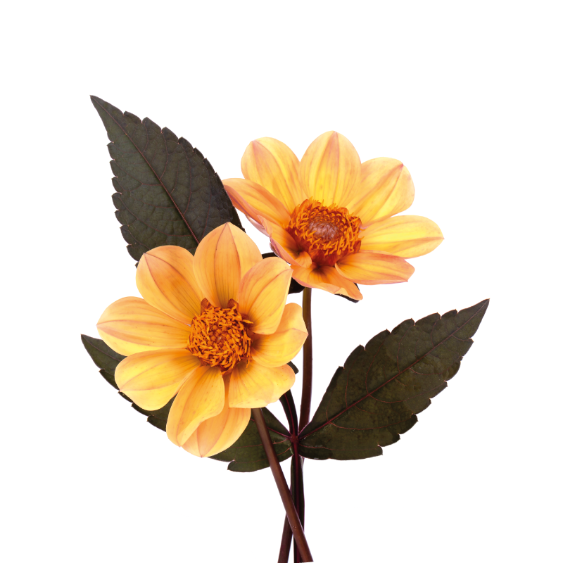 Poster de flores e plantas duas flores - TenStickers