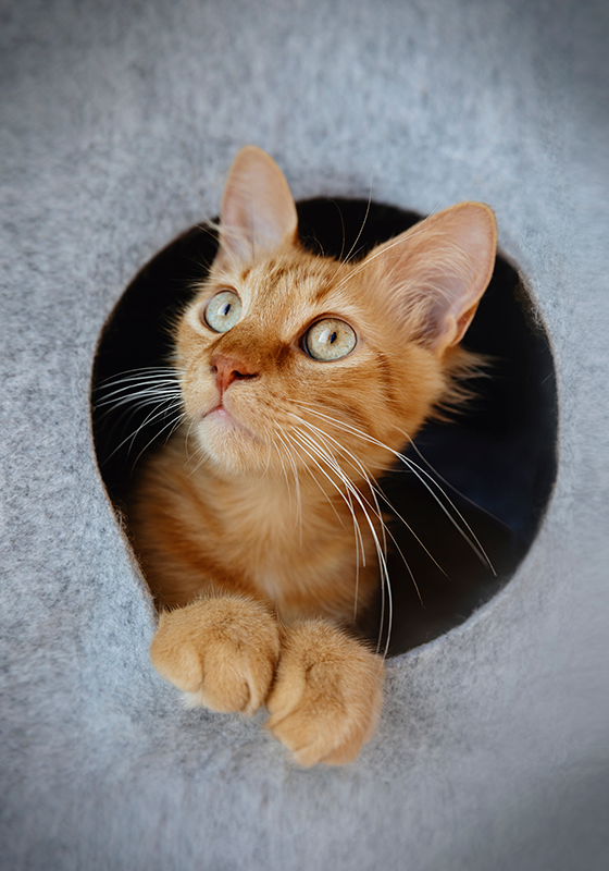 produtode impressão de pôster de gato espreitando - TenStickers