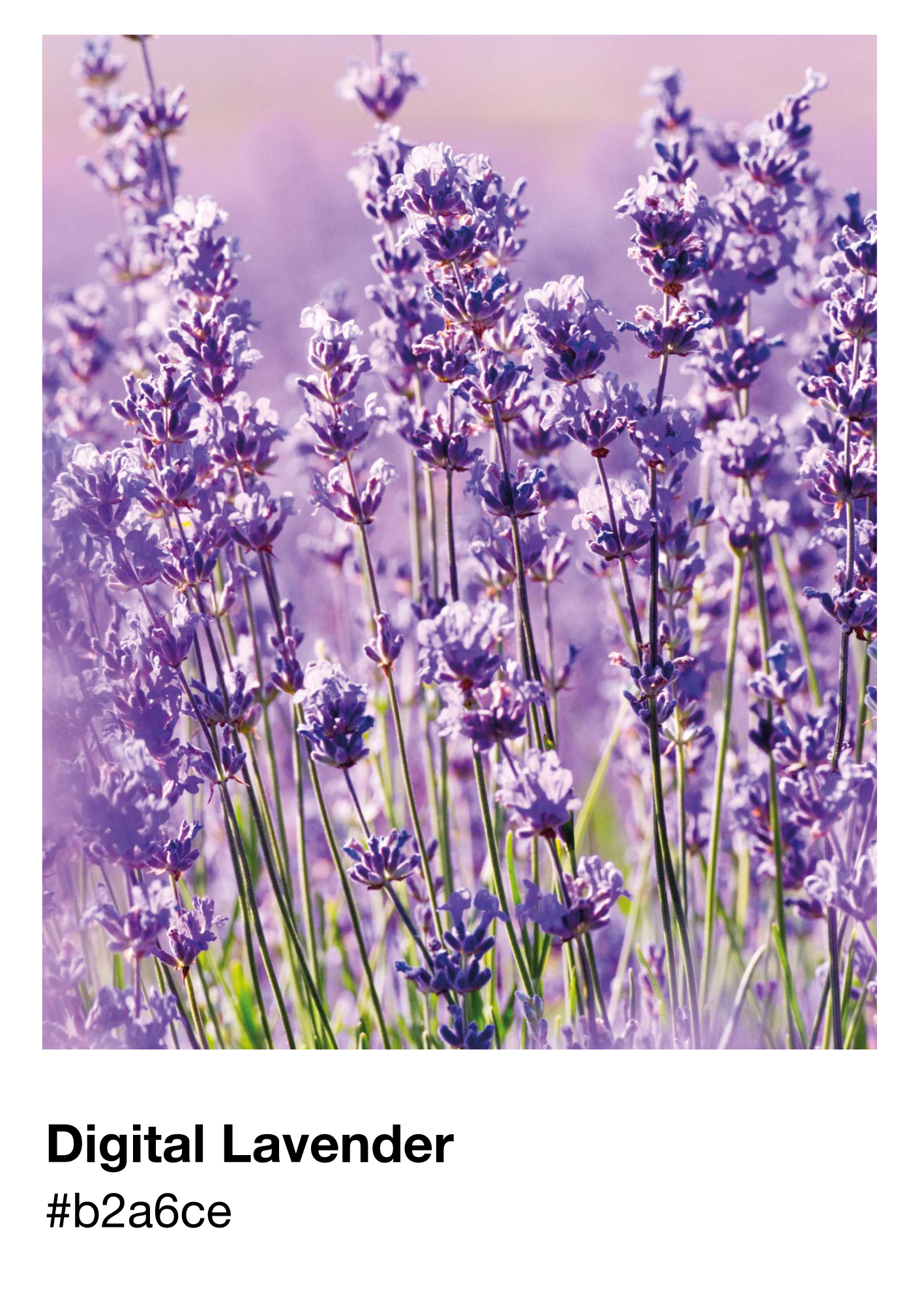 Cartaz de lavanda digital pantone - TenStickers