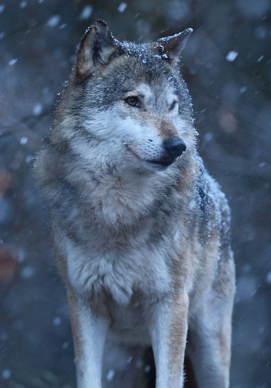 Poster animais variados Lobo na neve - TenStickers