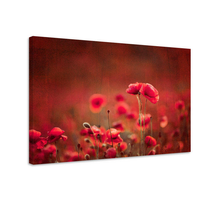 Quadro de flores campo de papoulas radiantes - TenStickers