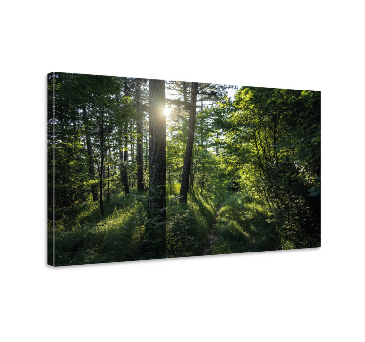 Quadro de paisagem trilha iluminada na floresta - TenStickers