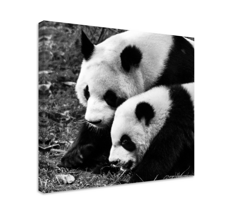 Quadro animais panda em abraço de casal - TenStickers