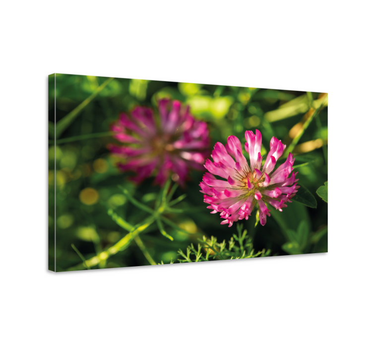 Quadro de flores Flor alemão cravo rosa - TenStickers