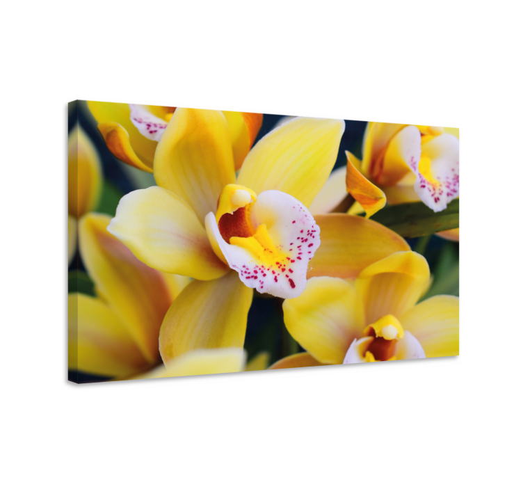 Quadro de flores Flor de orquídea natural - TenStickers