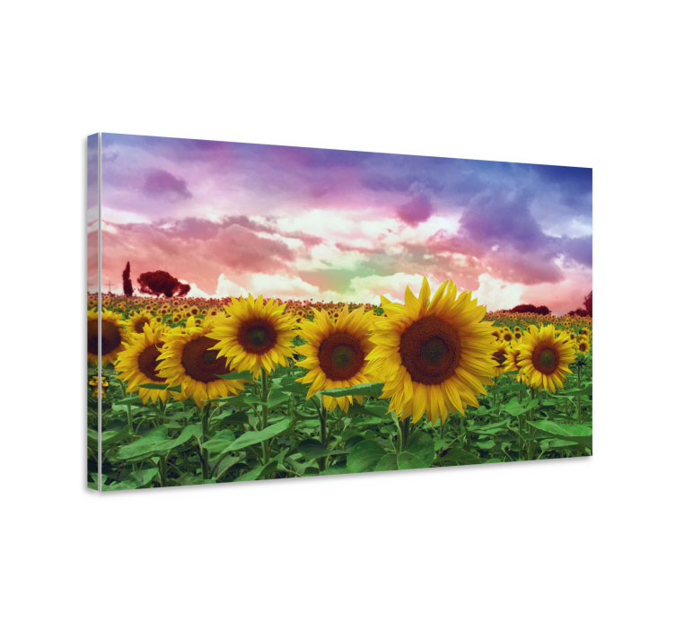 Quadro de flores Campo de girassóis céu colorido - TenStickers