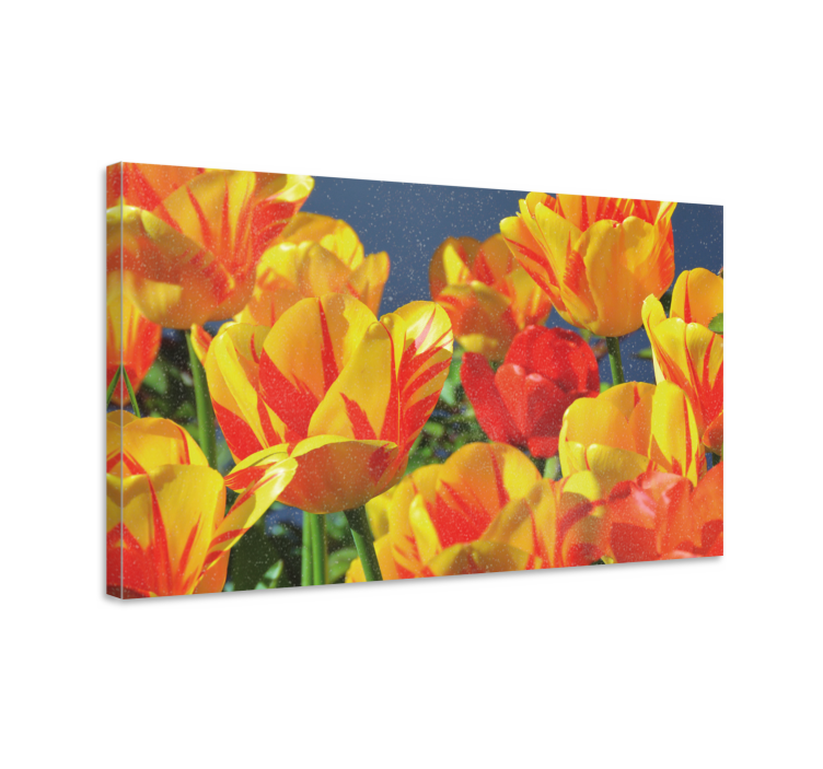 Quadro de flores botões de tulipas vibrantes - TenStickers