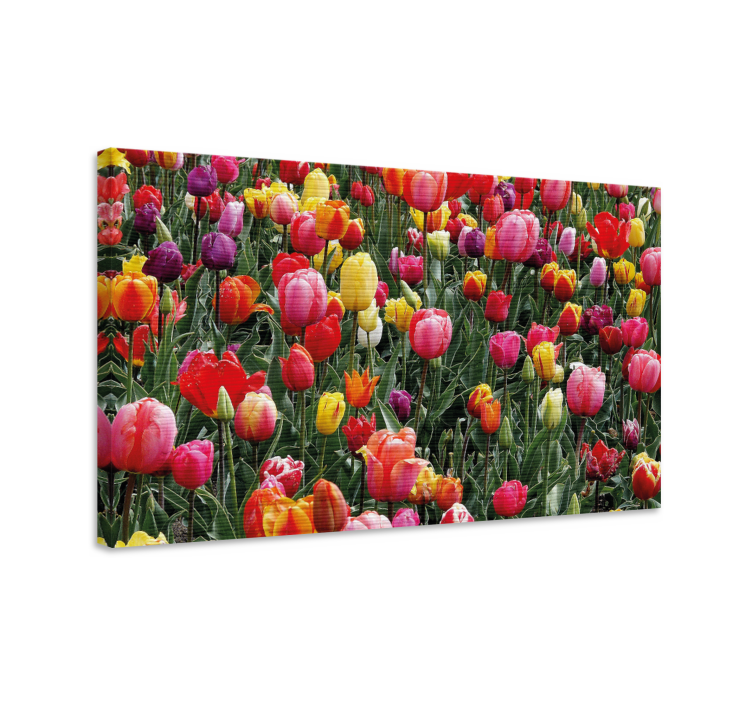 Quadro de flores Múltiplas tulipas em um campo - TenStickers