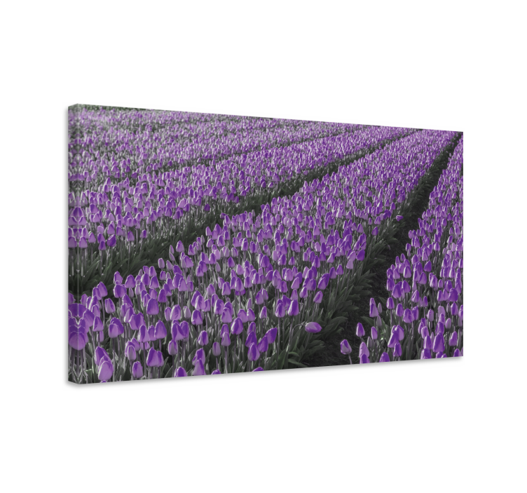 Quadro de flores campo de tulipas roxas - TenStickers