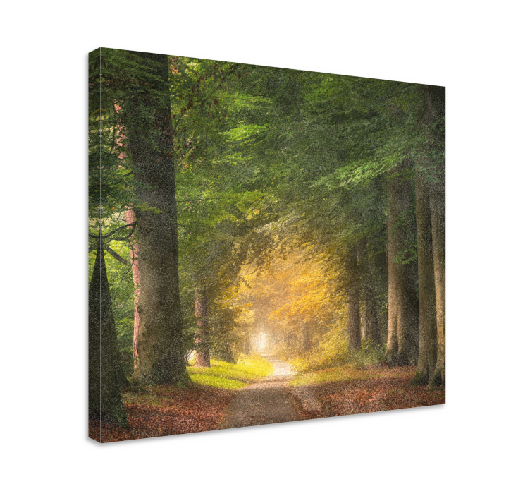 Quadro de paisagem tranquilidade da trilha florestal - TenStickers