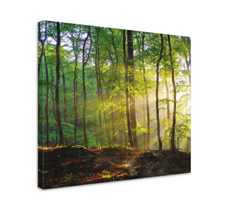 Quadro de árvores cena da floresta iluminada - TenStickers