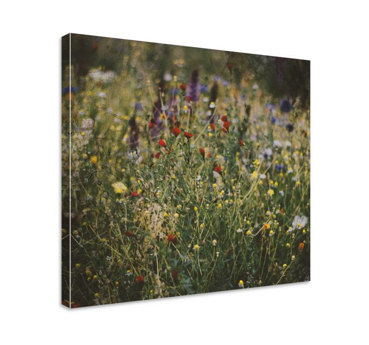 Quadro de flores Campo de flores - TenStickers